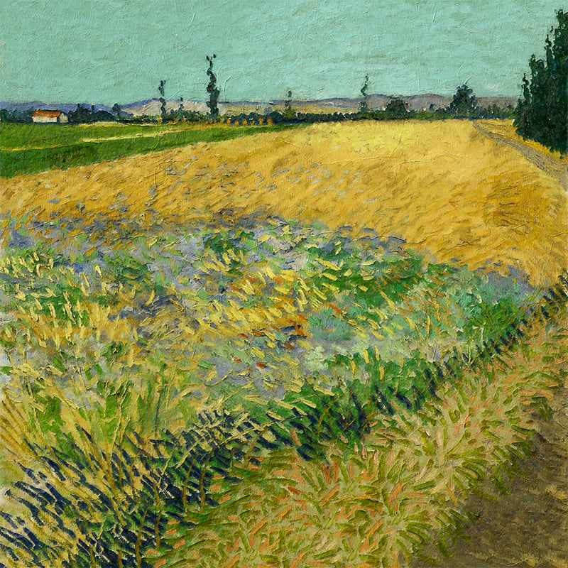 5185 Wheat Field copy.jpg