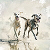 Honden