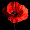 Mohnblumen