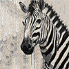 zebra’s