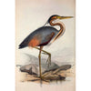 Ooievaar vogel