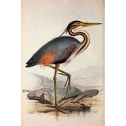 Ooievaar vogel