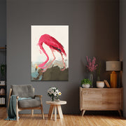 Pink Flamingo  (John Audubon)