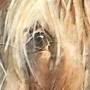Highland Cow #2