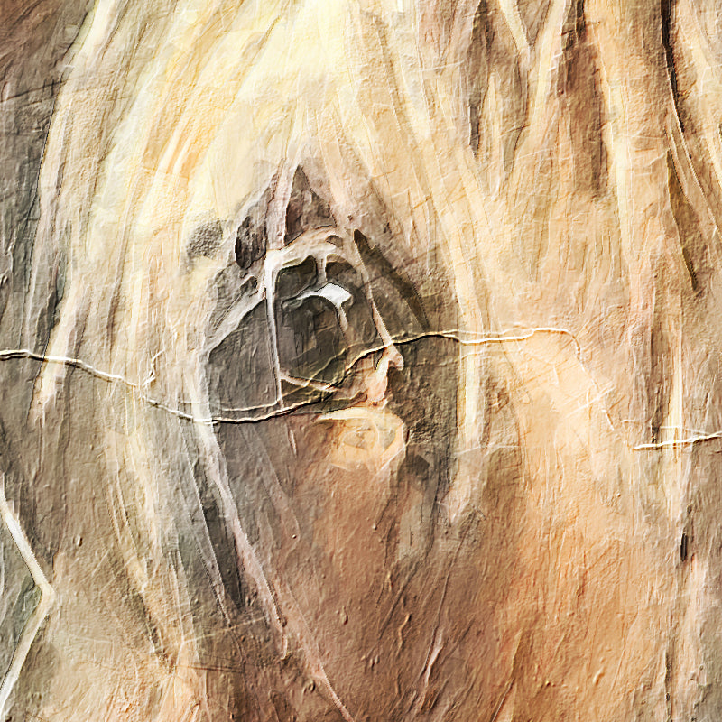 Highland Cow #2