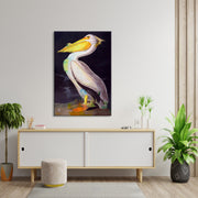 White Pelican - J. Audubon