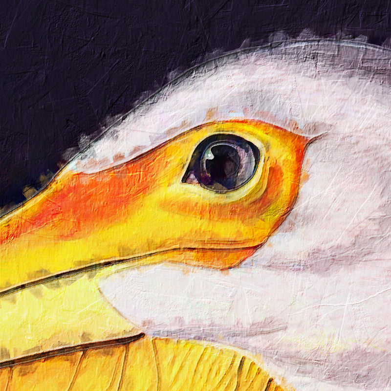 White Pelican - J. Audubon
