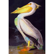 White Pelican - J. Audubon