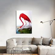 Flamingo  (J. Audubon)