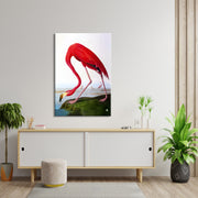Flamingo  (J. Audubon)