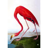 Flamingo  (J. Audubon)