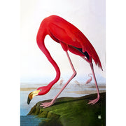Flamingo  (J. Audubon)
