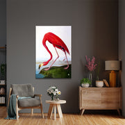 Flamingo  (J. Audubon)