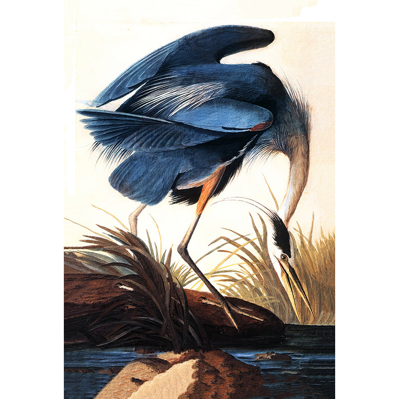 Great Blue Heron - J. Audubon