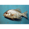 Fischgemälde