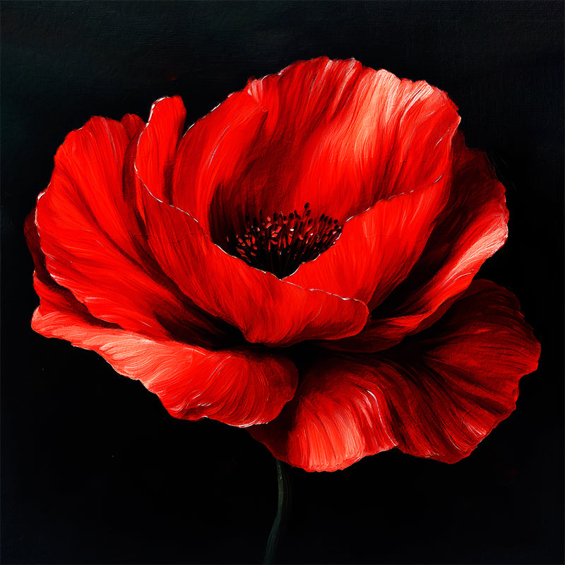 Klatschmohn Art