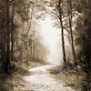 Der Wald II