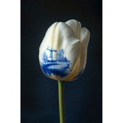 Eine Tulpe im Delfter Stil