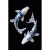 Zwei Fische II
