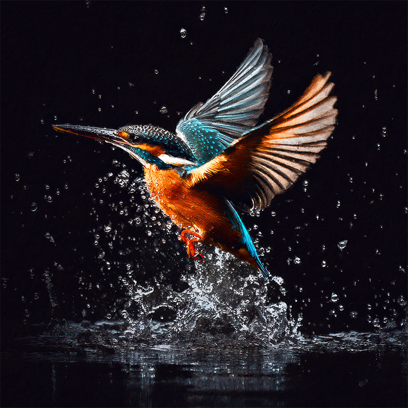 5298_kingfisher copy.jpg