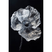 Schwarz-Weiß-Mohnblume