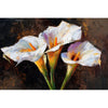 Drei warme Calla-Lilien