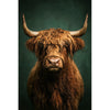 Portret Schotse hooglander