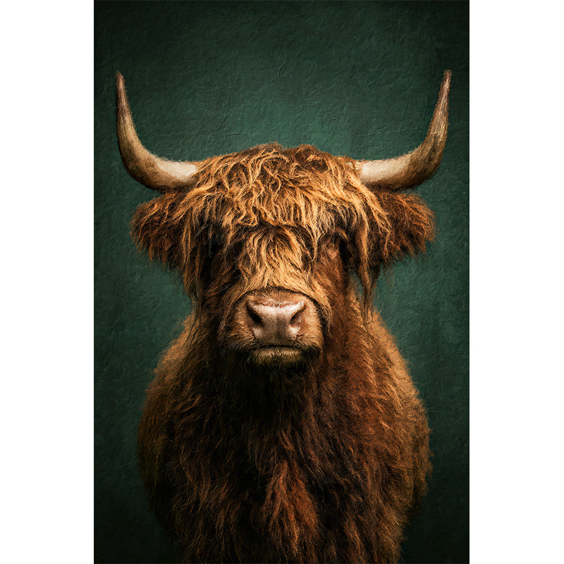 Portret Schotse hooglander