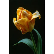 Gelbe Tulpe