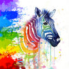 Happy Zebra