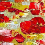 Feld mit Schlafmohn 2
