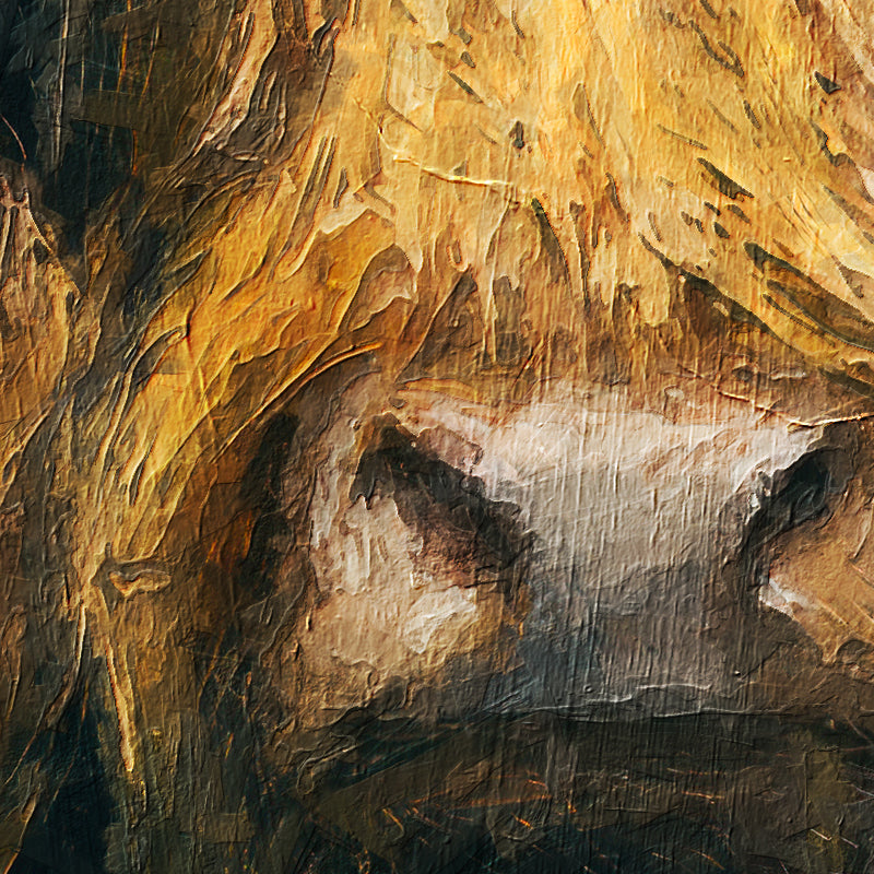 Schotse Hooglanders Koppel