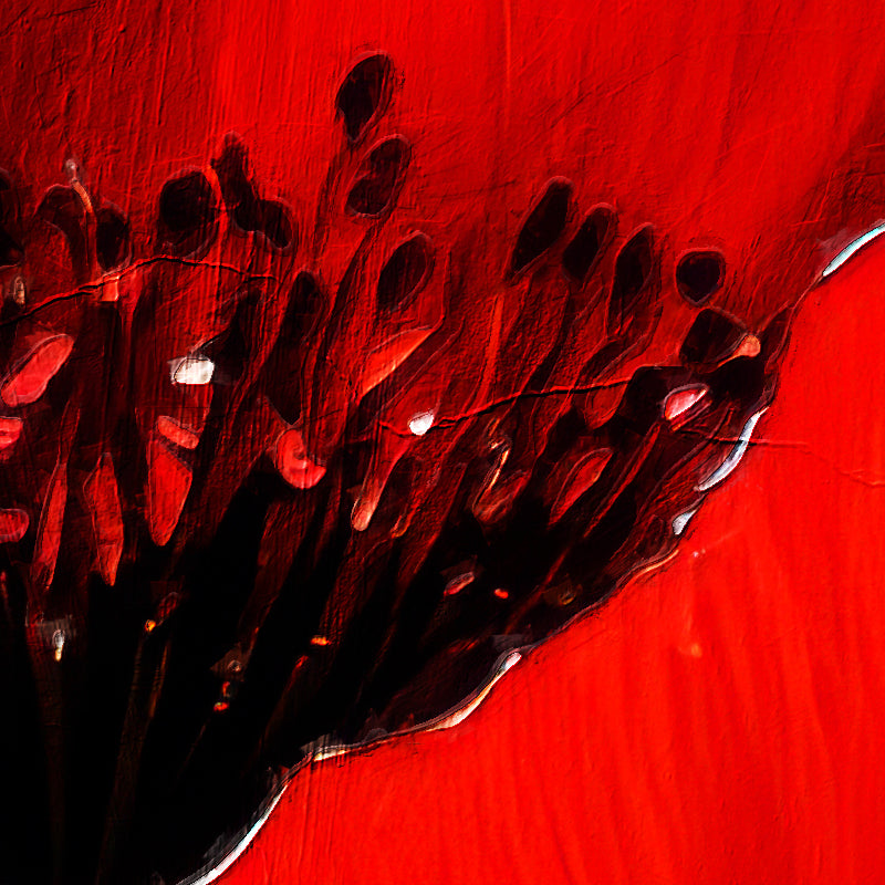 Klatschmohn Art