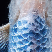 Drei weiße Koikarpfen mit blauem und silbernem Muster
