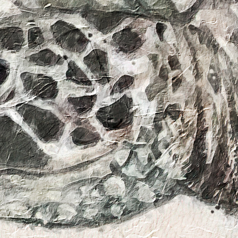Schildkröte