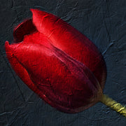 Tulpen Collectie II