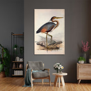 Ooievaar vogel