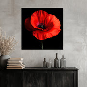 Klaproos Art II