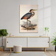 Ooievaar vogel