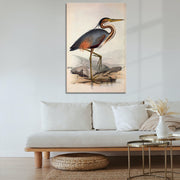 Ooievaar vogel