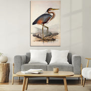 Ooievaar vogel