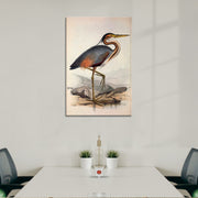 Ooievaar vogel