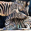 Zebra Family