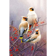 3x Vogel