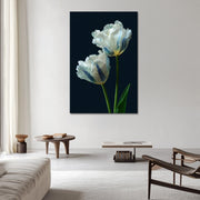 Elegante Witte Tulpen